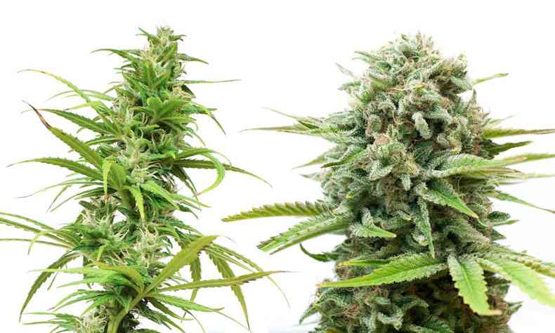 tipos de cannabis sativa indica