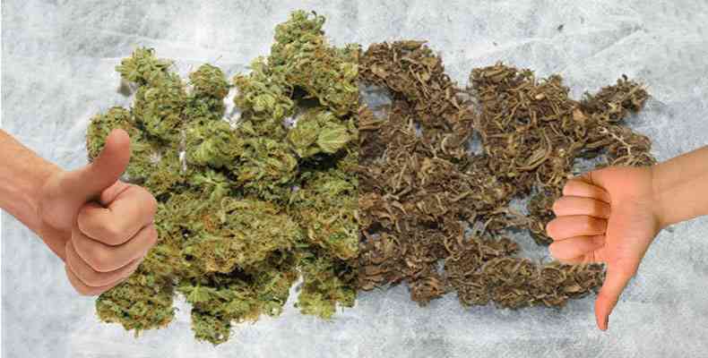 como saber si la marihuana es buena