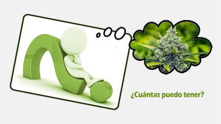 cuantas plantas de maria puedo tener legalmente