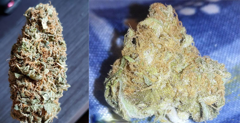 cogollos de critical bilbo