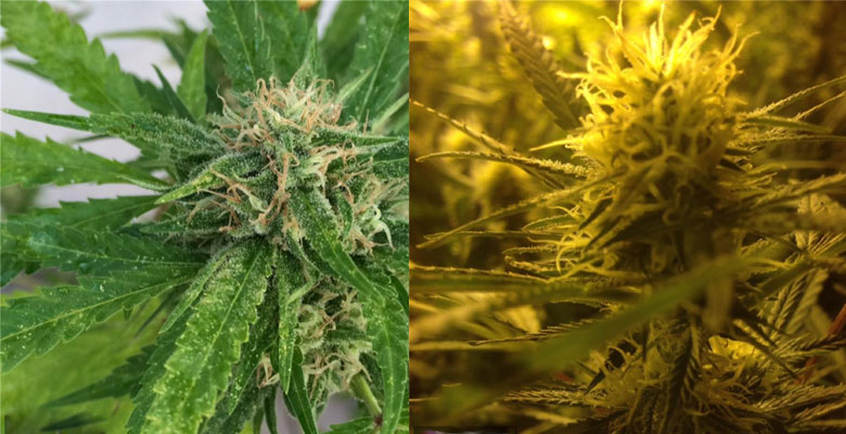 plantas de critical bilbo feminizadas