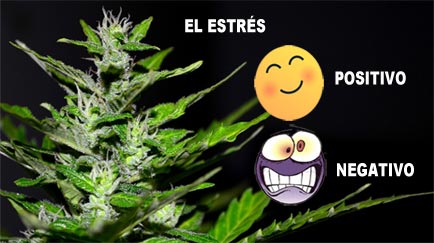 el estres en la marihuana