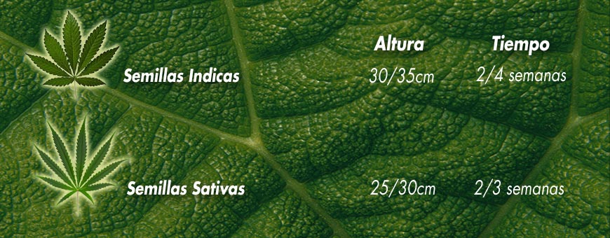 cuando pasar a floracion la marihuana