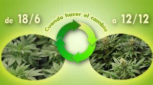 cuando pasar a floracion la marihuana