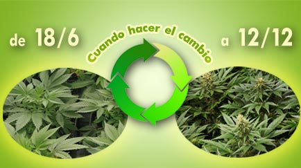 cuando pasar a floracion la marihuana