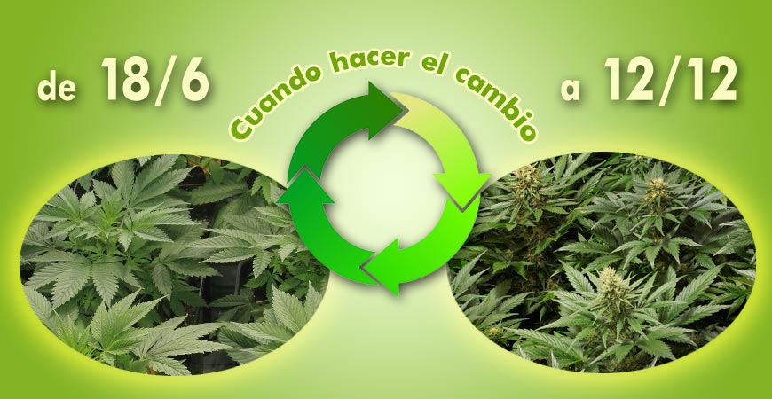 cuando pasar a floracion