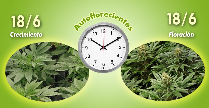 tiempo de iluminacion para autoflorecientes