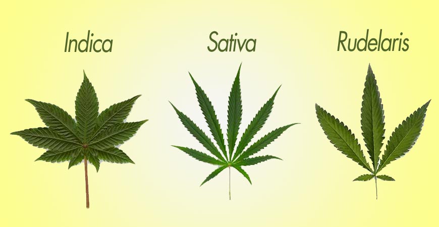 tipos de hoja de marihuana según su forma