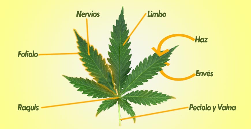 partes de la hoja de marihuana