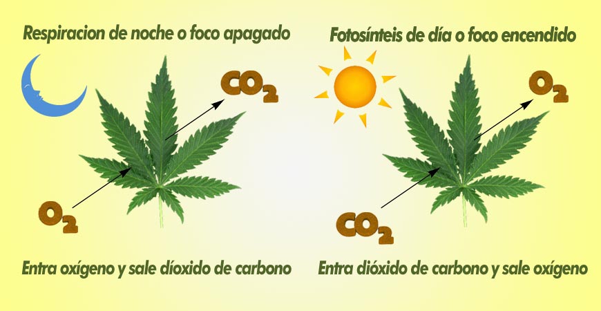 respiracion y fotosintesis a traves de las hojas de marihuana