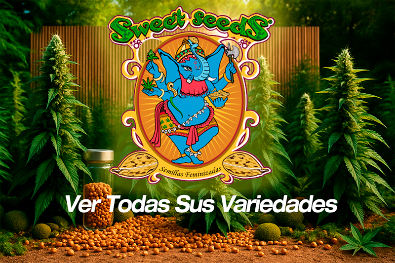 Semillas Sweet Seeds - Variedades feminizadas, autoflorecientes y F1 de alta calidad