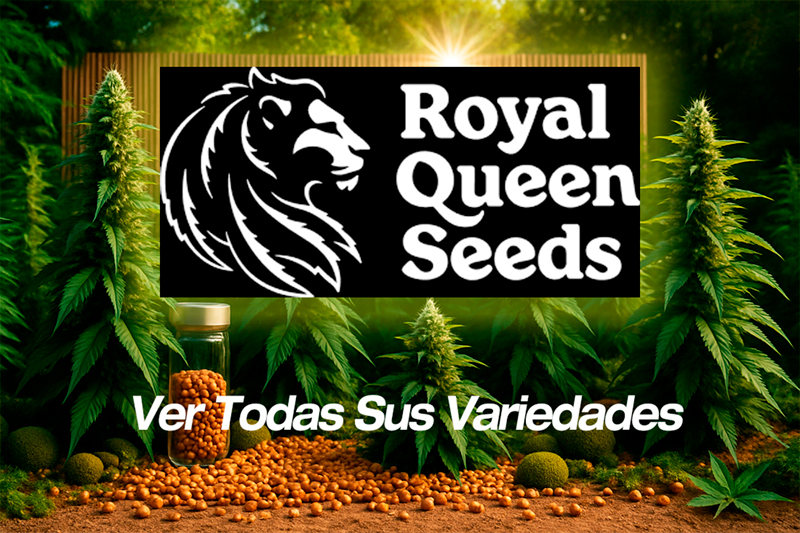 Semillas Royal Queen Seeds - Feminizadas, CBD y híbridos F1 premiados en Europa