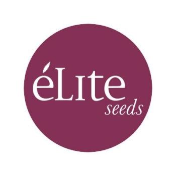 Elite Seeds Auto