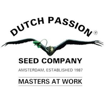 Dutch Passion Regulares 